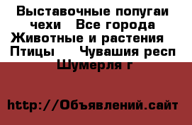 Выставочные попугаи чехи - Все города Животные и растения » Птицы   . Чувашия респ.,Шумерля г.